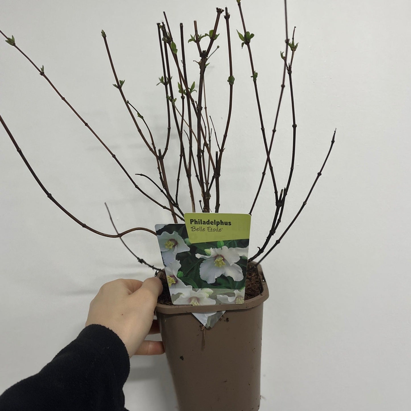Philadelphus 'Belle Etoile' 9cm/ 1L / 2L / 4L