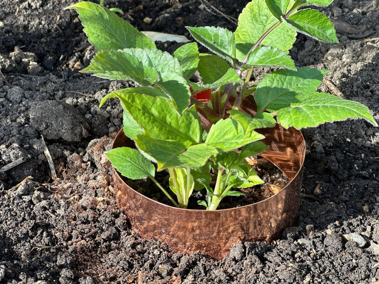 6 x 14cm Copper Plant Ring Bundle
