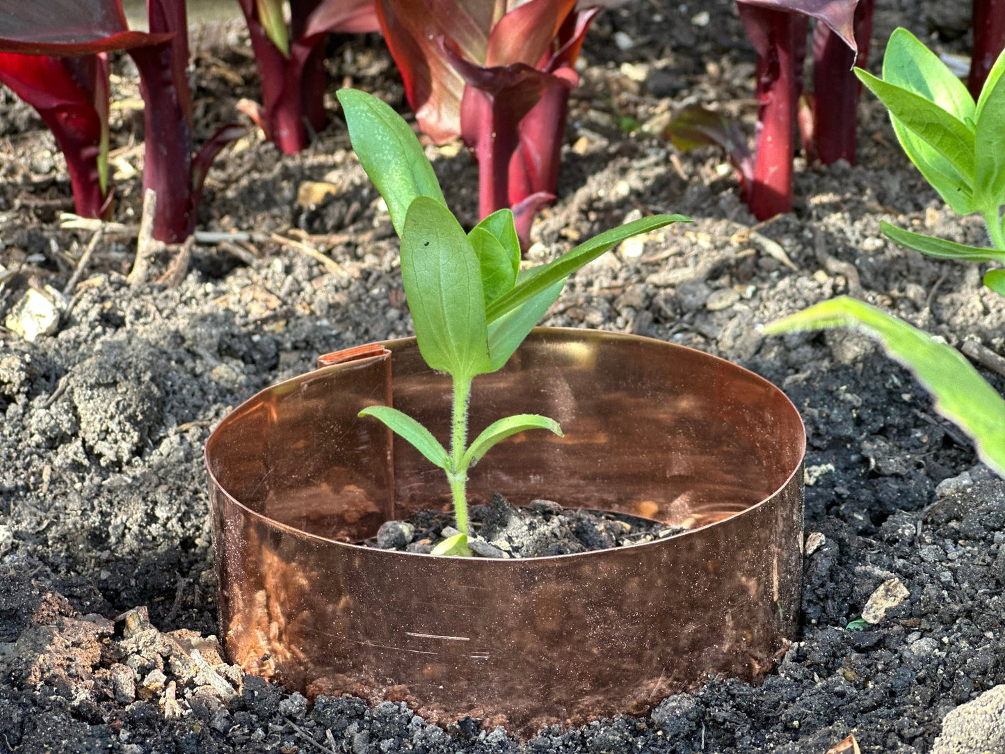 6 x 14cm Copper Plant Ring Bundle