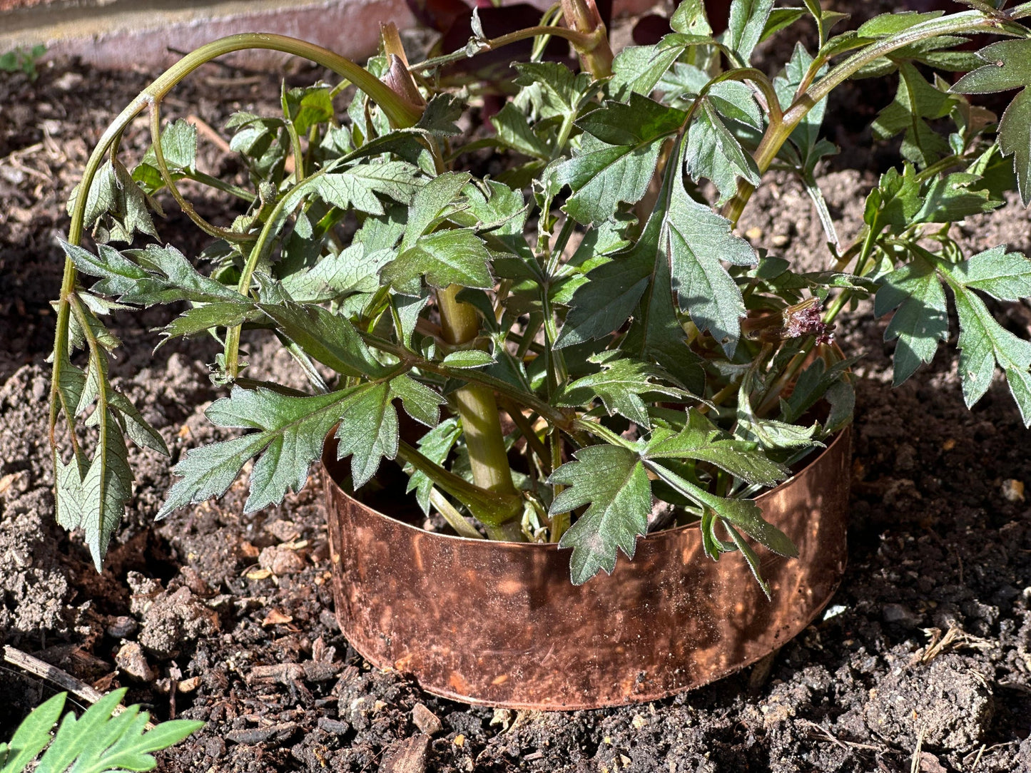 Heavy Duty Copper Plant Ring - 14cm