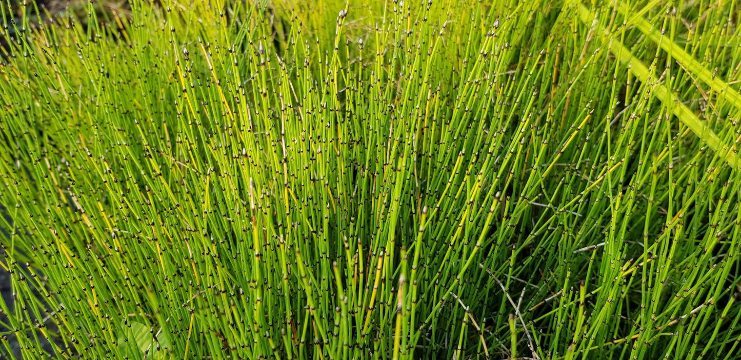 Equisetum scirpoides (Bushy horsetail) - Marginal Pond Plants - MP037