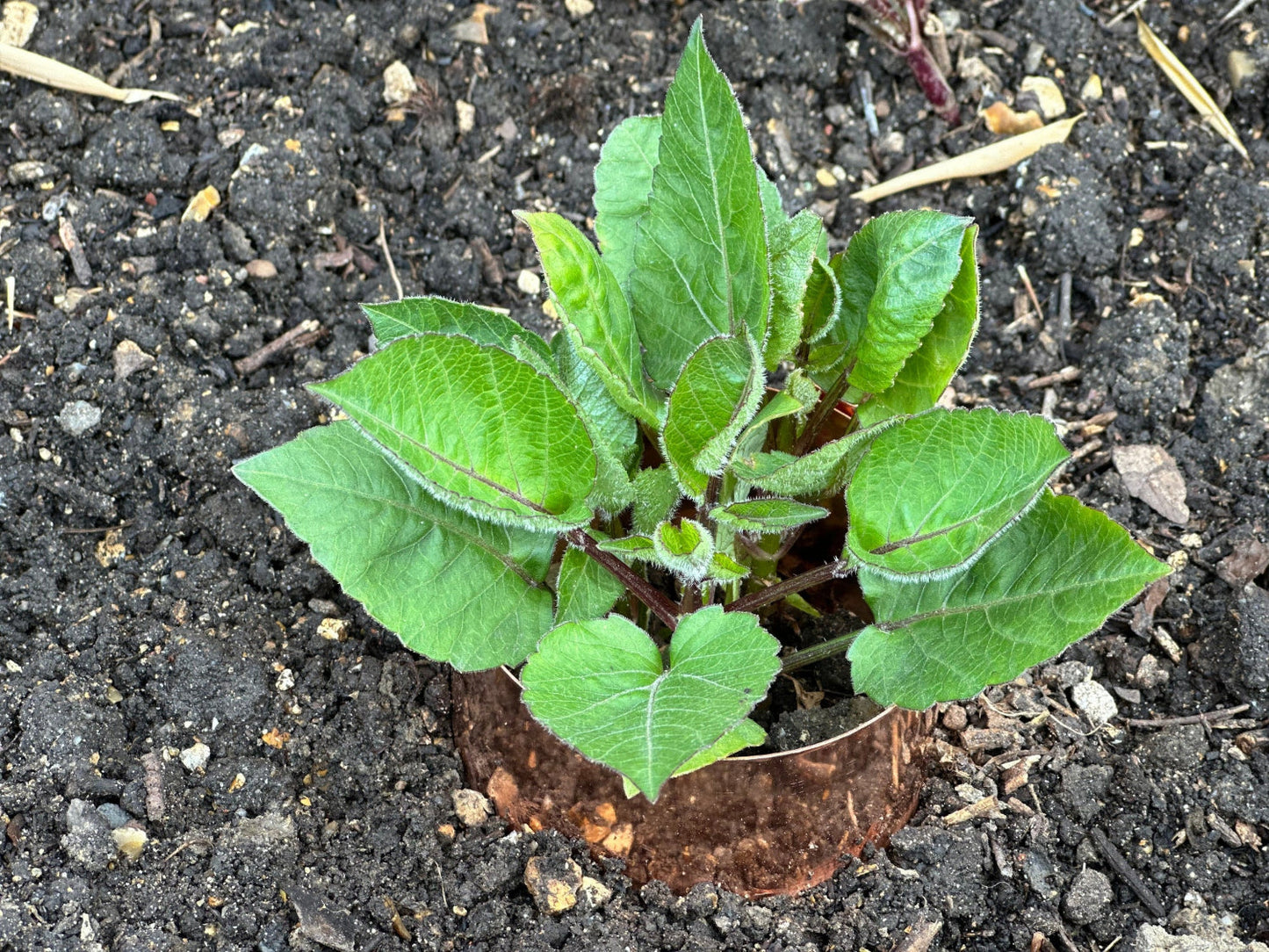 4 x 9cm Heavy Duty Copper Plant Rings Bundle