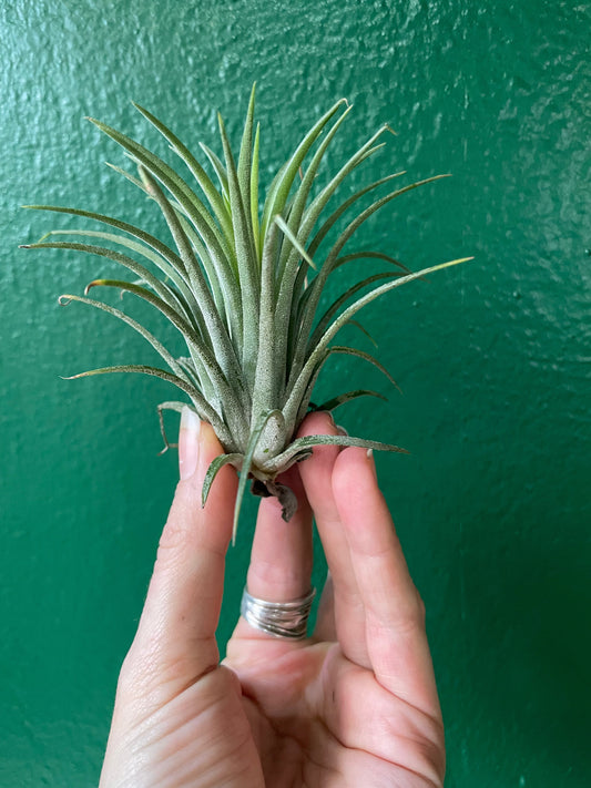 Tillandsia 'Ionantha Green' (Air Plant)