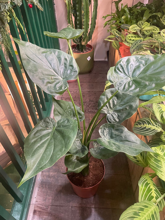 Alocasia cucullata