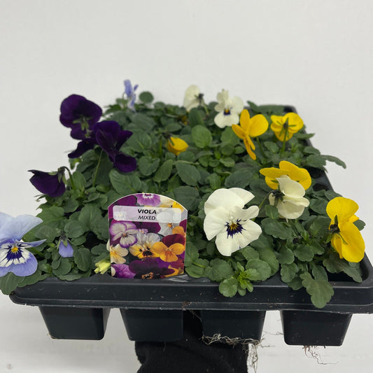 12 Pack Viola Tray