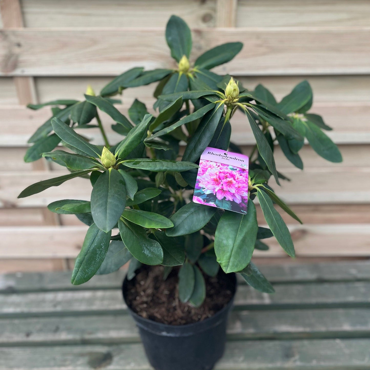 Rhododendron Delta 2L / 5L