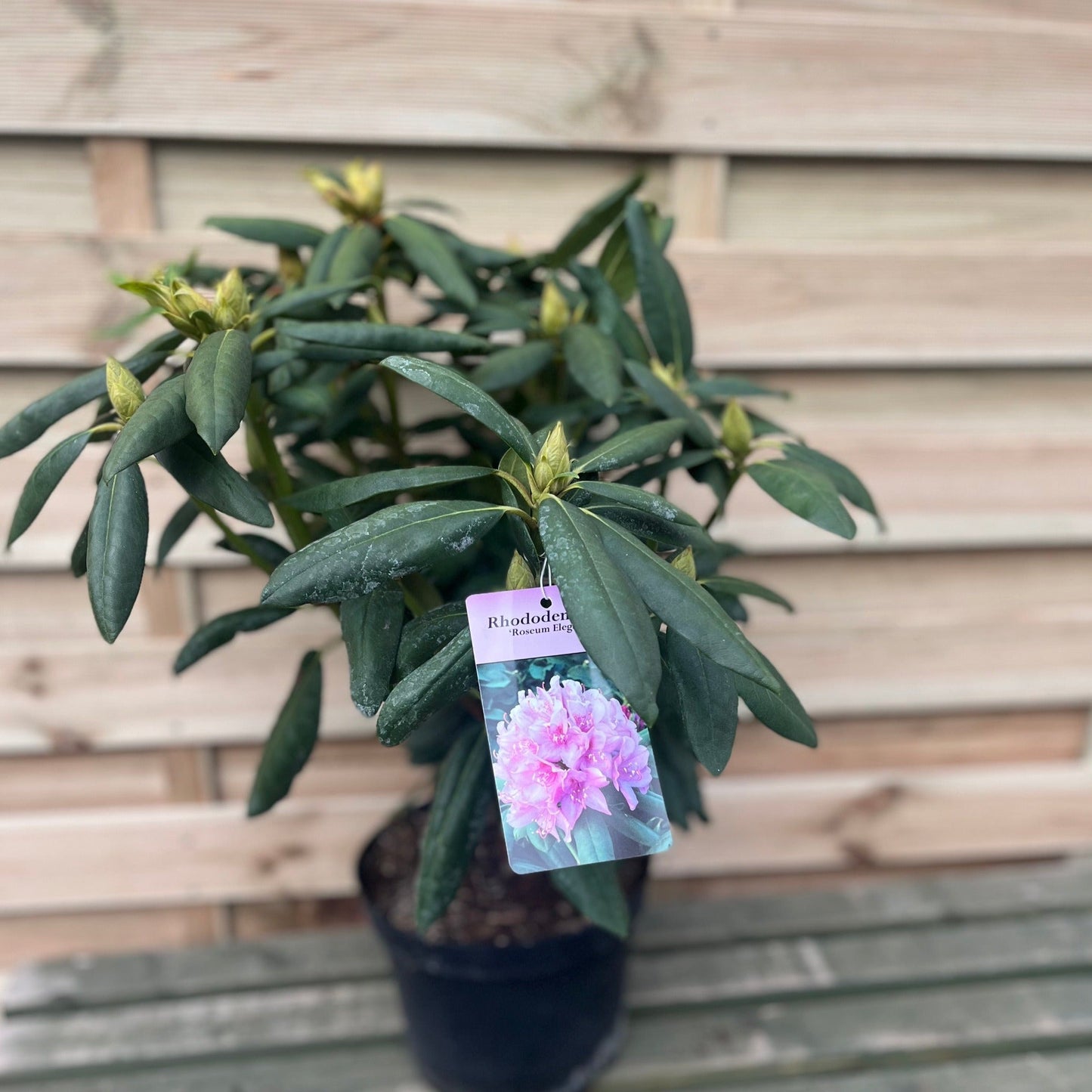 Rhododendron Roseum Elegans 2-5L