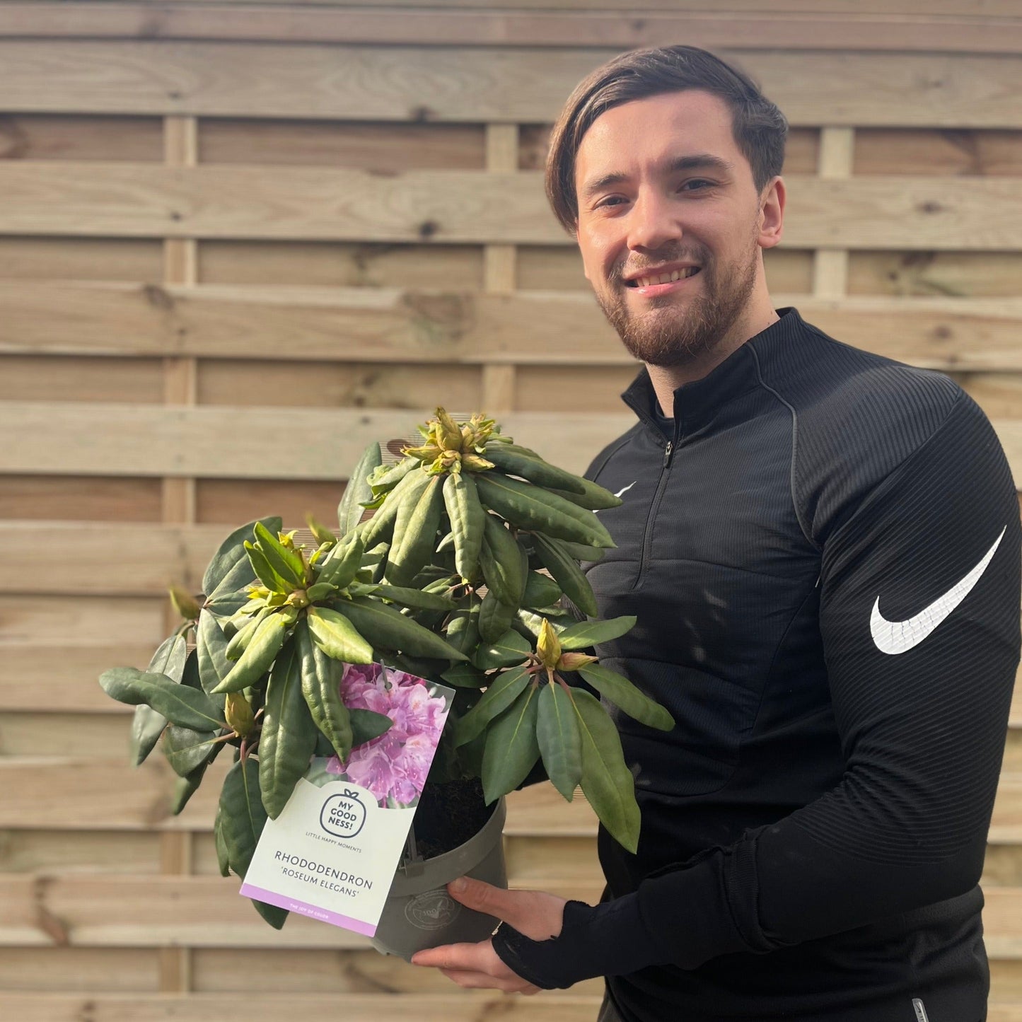 Rhododendron Roseum Elegans 2-5L