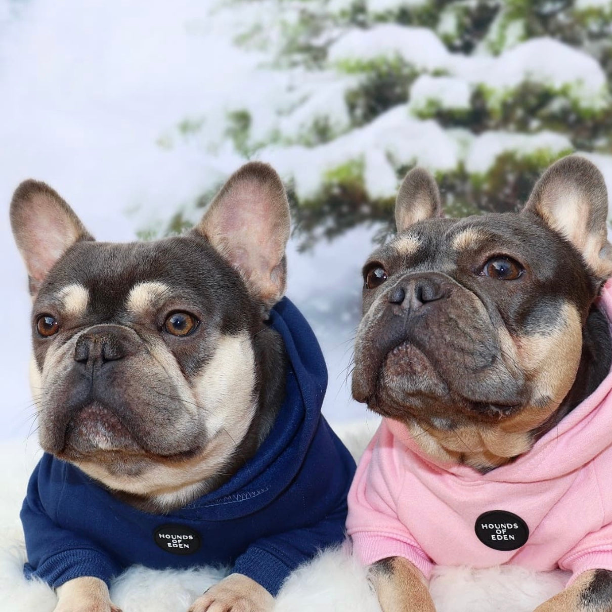 Dog Hoodie - Charcoal Grey