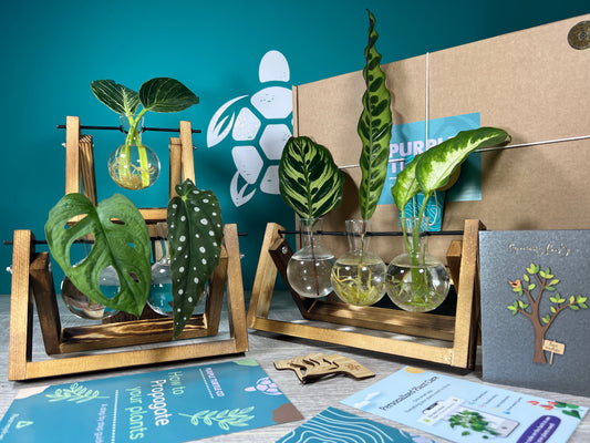 Plant Propagation Gift Set #2