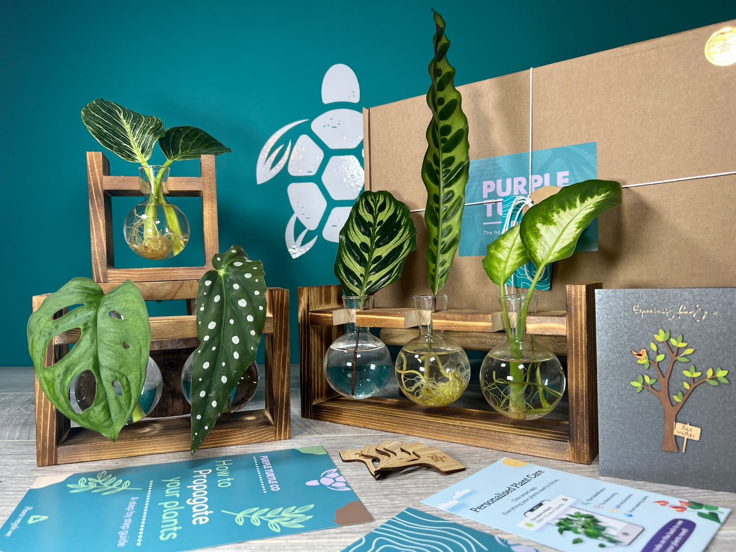 Plant Propagation Gift Set #5