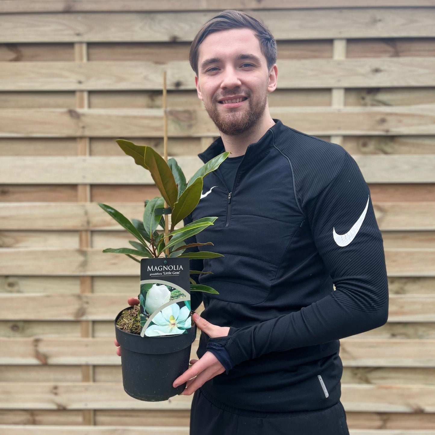 Evergreen Magnolia | Magnolia grandiflora 'Little Gem' | 50-60cm, 90-100cm