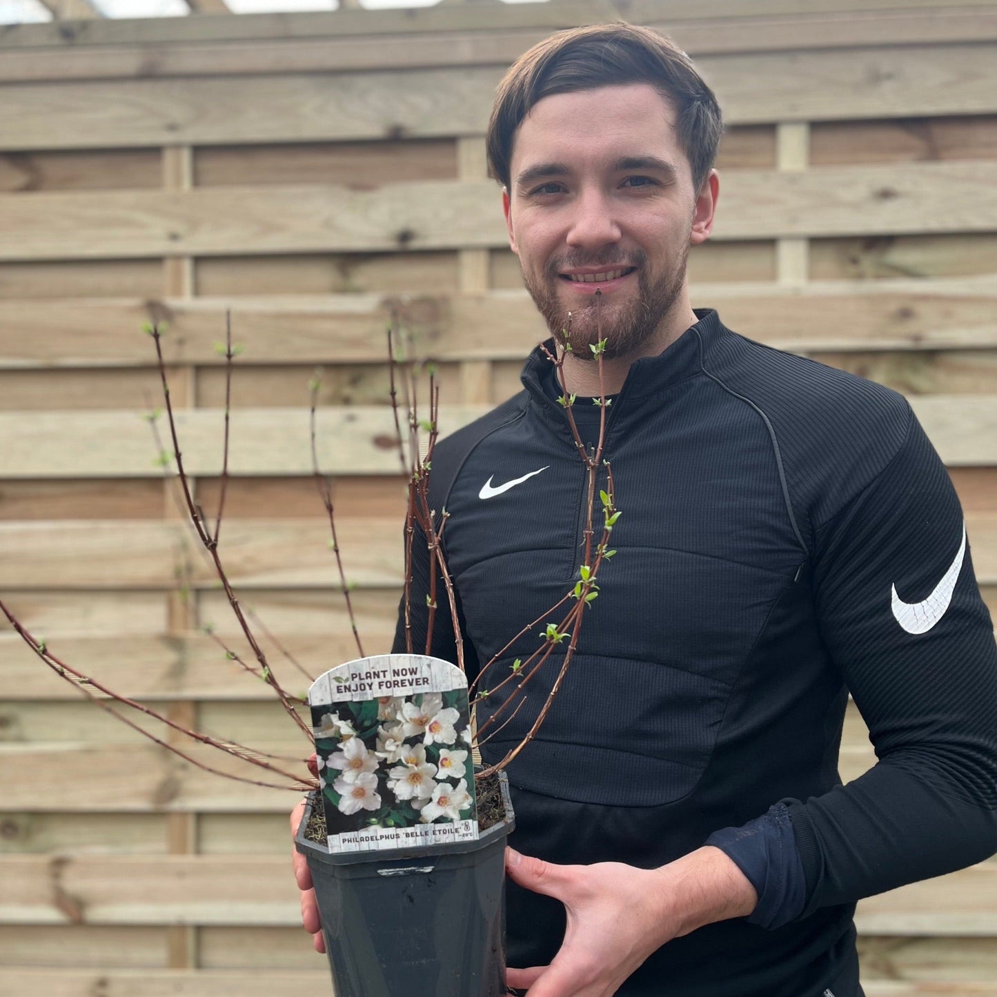 Philadelphus 'Belle Etoile' 9cm/ 1L / 2L / 4L