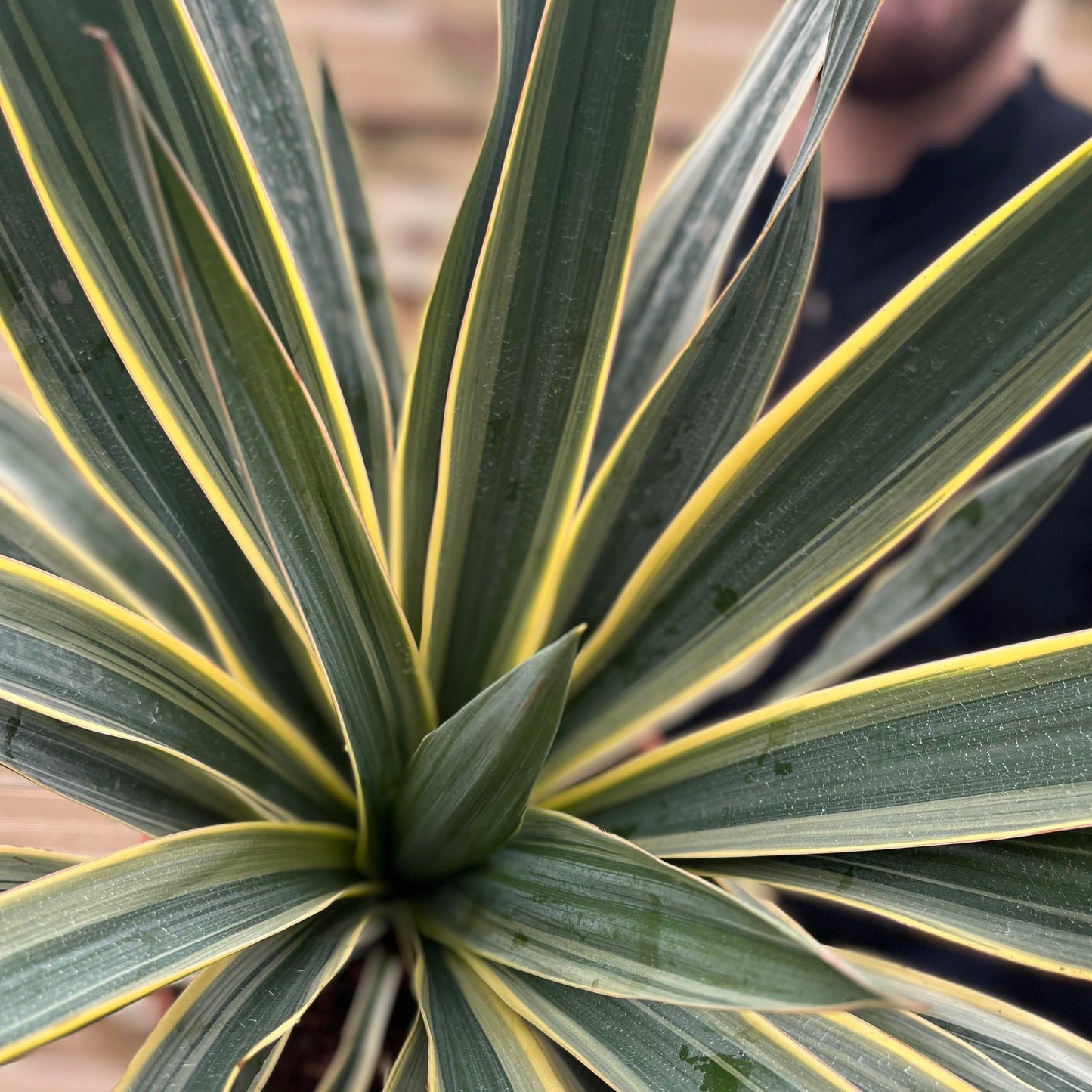 Yucca 'Gloriosa' Variegata 9cm / 3L / 7.5L
