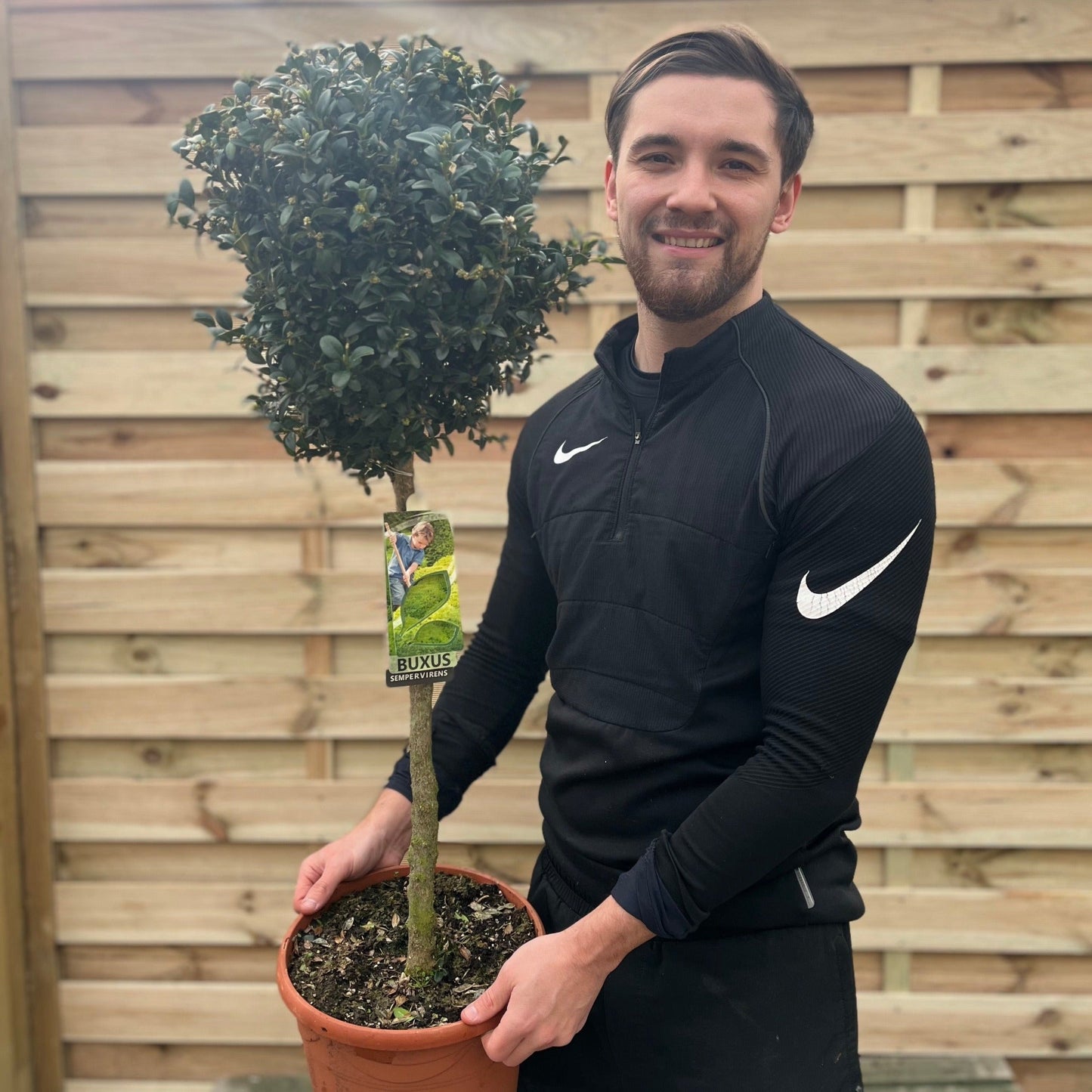 Buxus Topiary Ball on Stem | Buxus sempervirens Topiary | 80-90cm/160cm