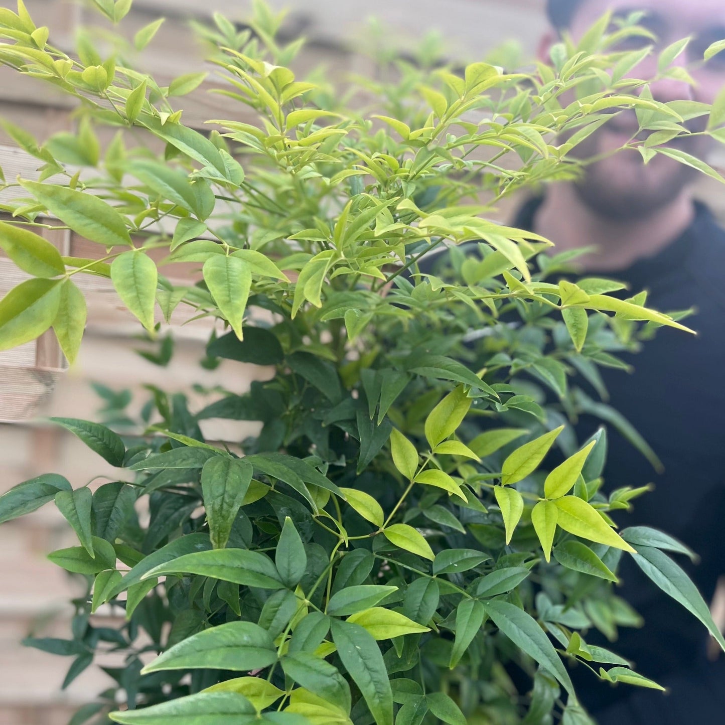 Nandina domestica 'Lemon and Lime' 9cm/2L