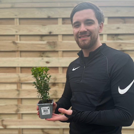 Buxus Hedging (Multibuy Offers Available)