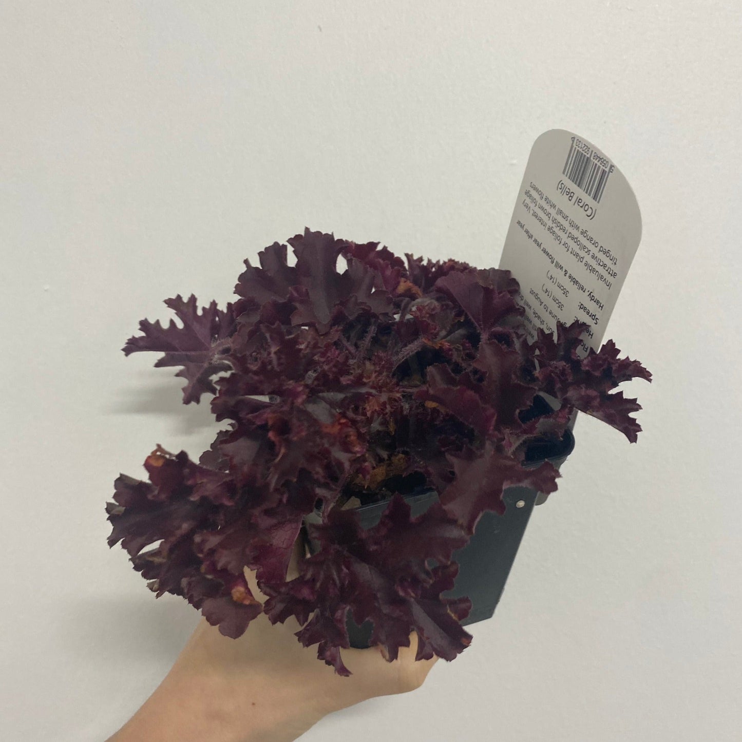 Heuchera 'Melting Fire' 9cm/2L