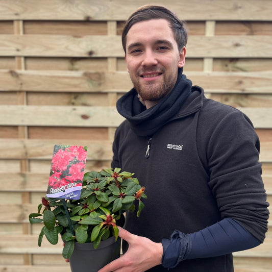 Rhododendron 'Scarlet Wonder' | Dwarf Rhododendron 1L / 2L