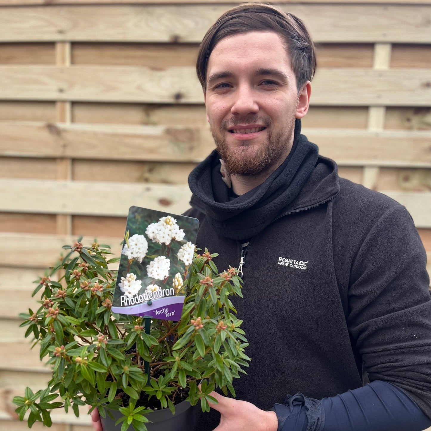 Rhododendron Dwarf White €˜Arctic Tern€™ 2L