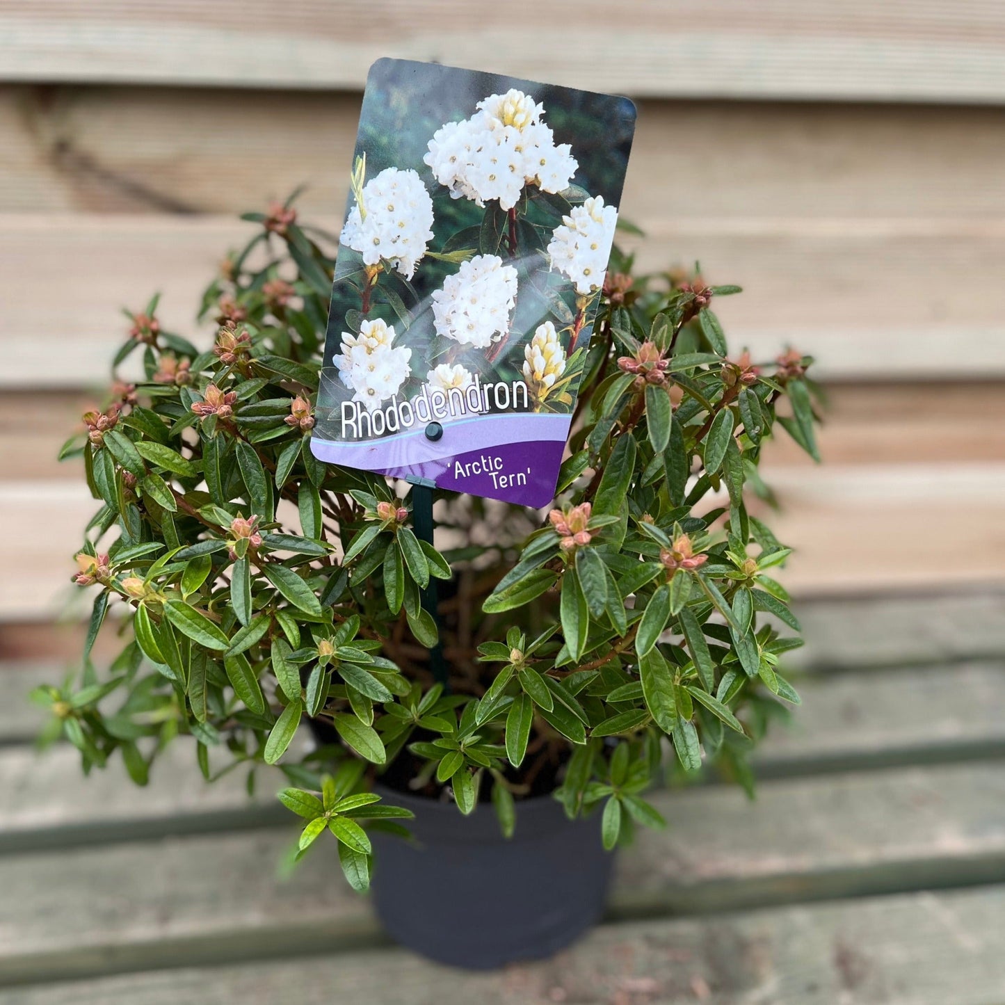 Rhododendron Dwarf White €˜Arctic Tern€™ 2L