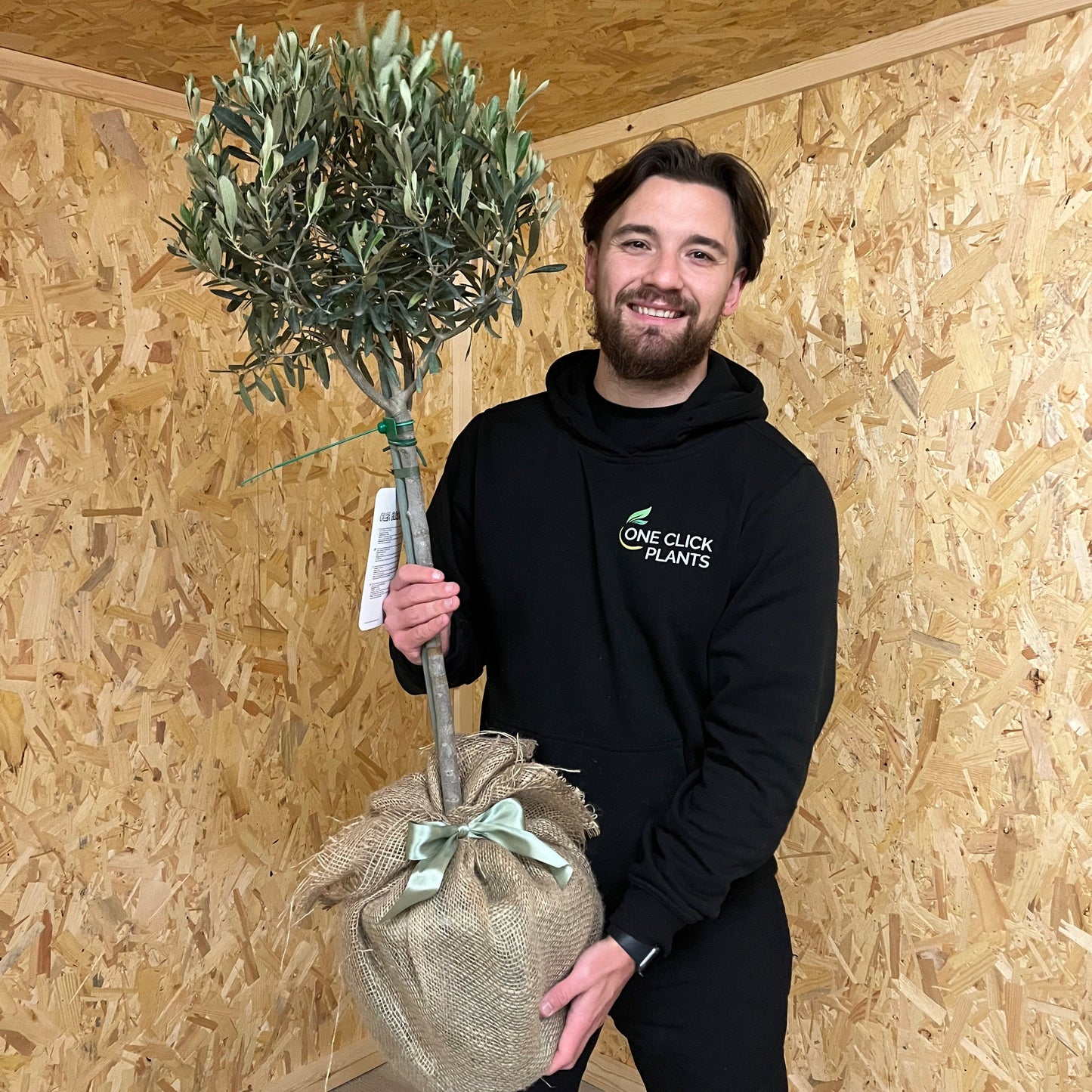 Olive Tree | Olea europea