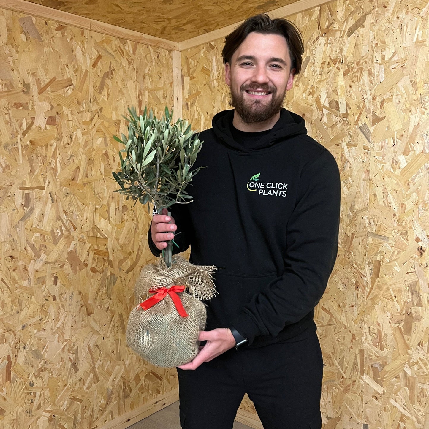 Olive Tree | Hardy Evergreen Potted Tree | 50-60cm PRE ORDER DISPATCH w/c 27/10