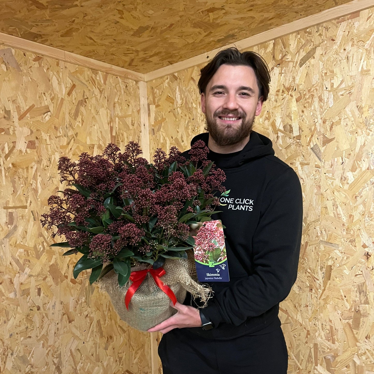 Skimmia japonica Rubella 9cm-10L