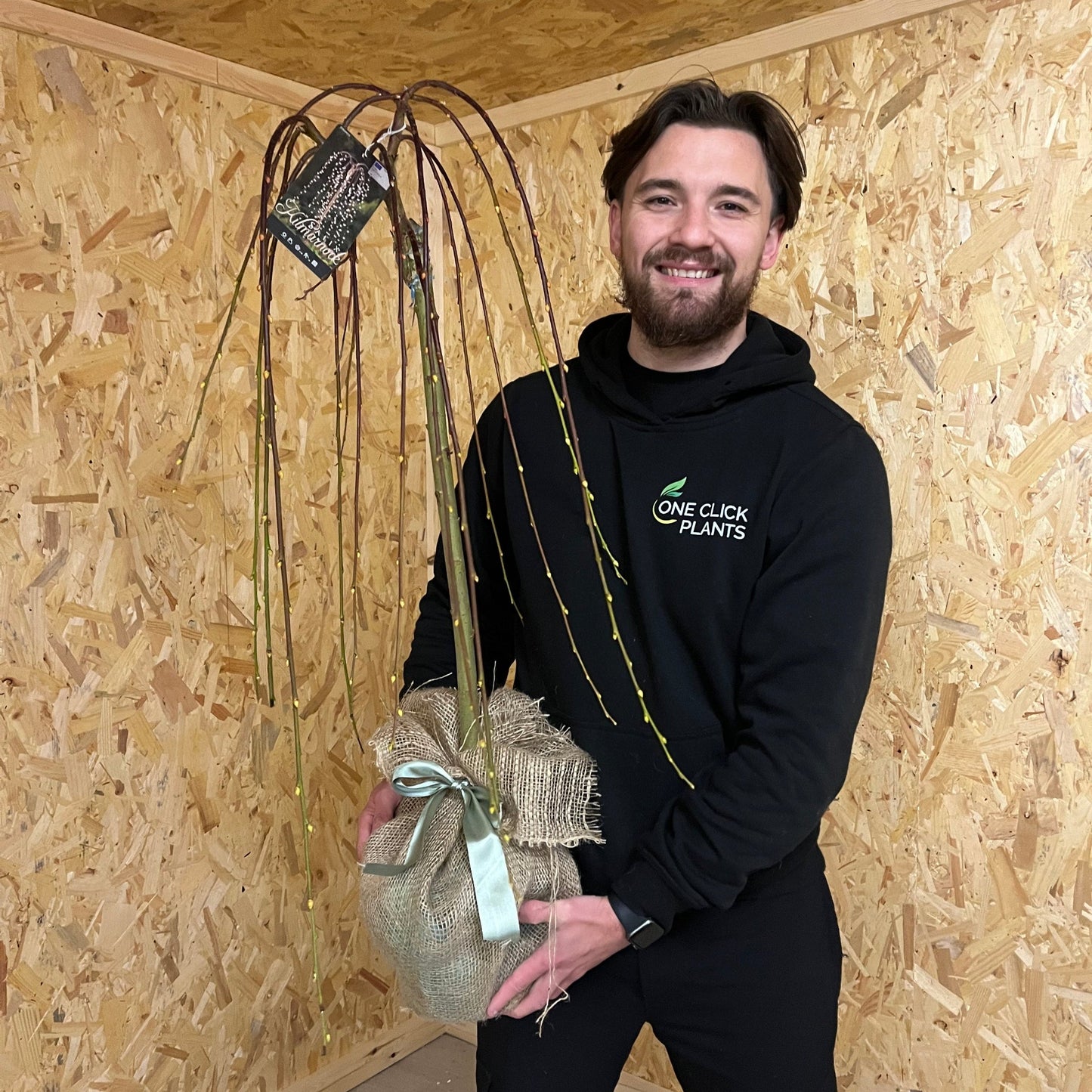 Salix 'Kilmarnock' Weeping Willow Standard