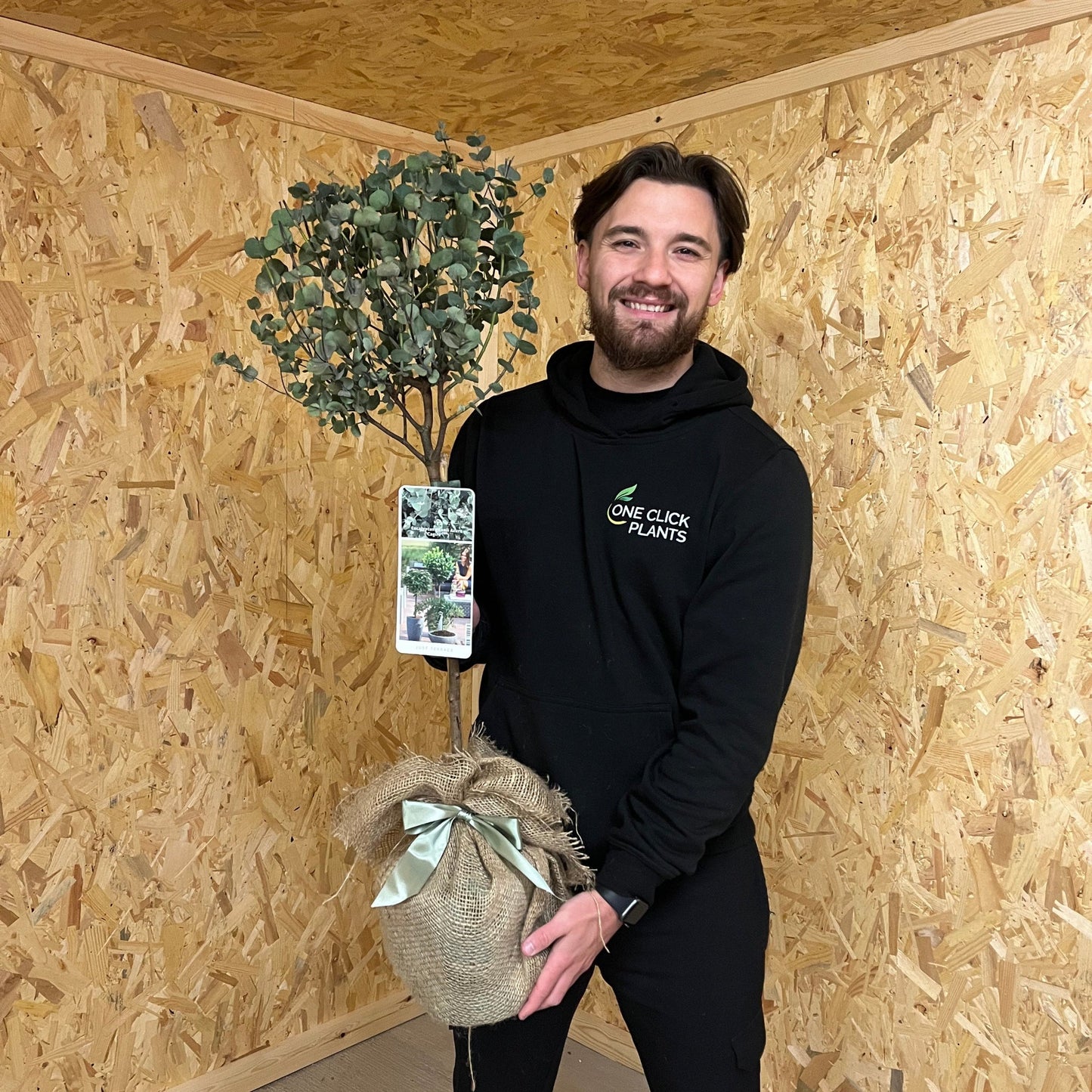 Standard Eucalyptus gunnii 90-100cm