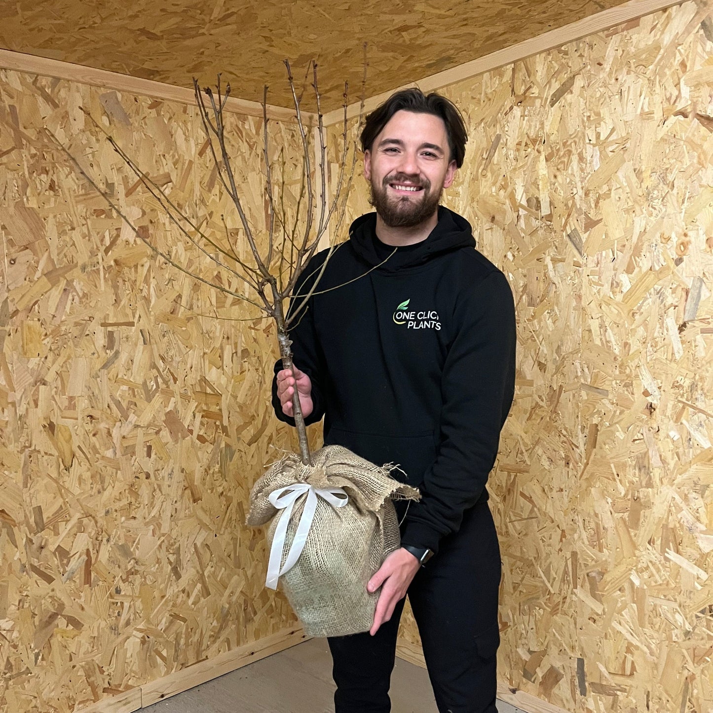 Ornamental Flowering Cherry Blossom Dwarf Tree -  Nipponica ‘Brilliant' (2 Sizes Available)