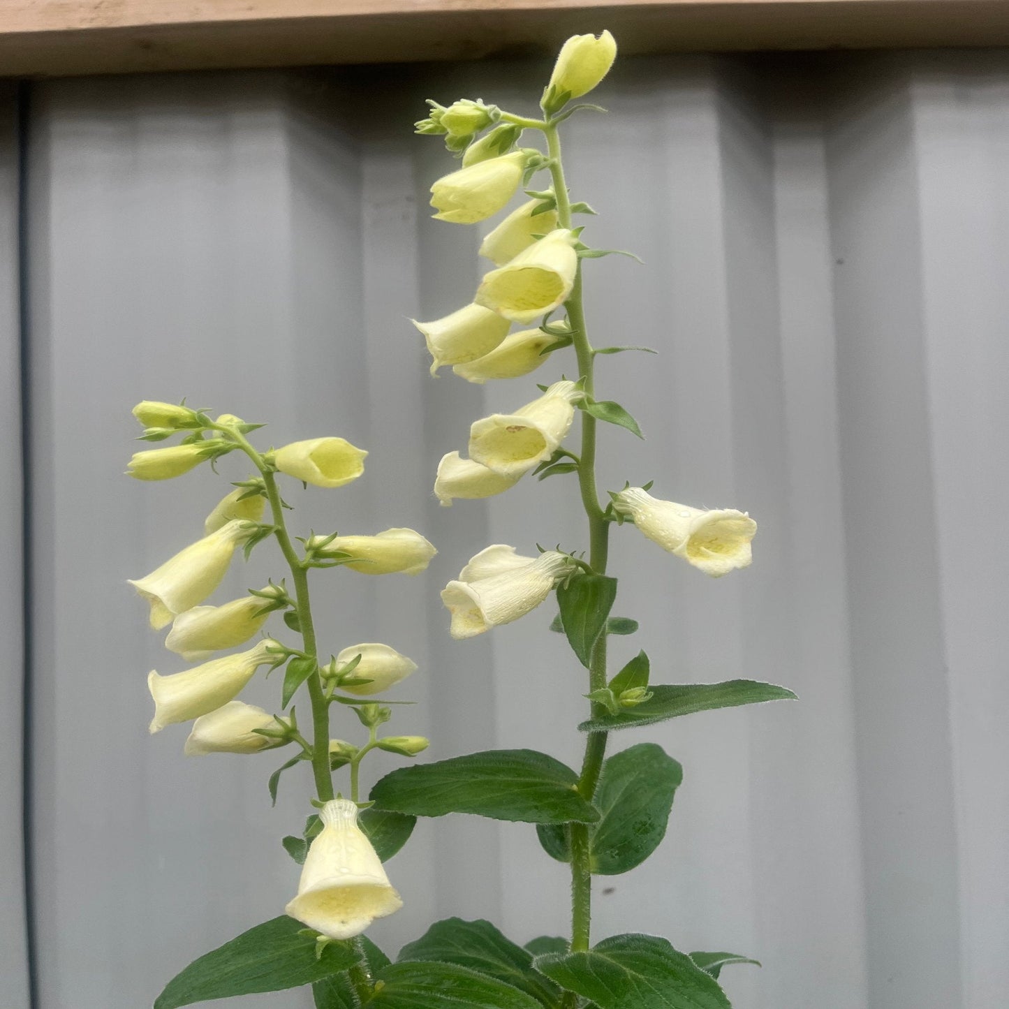 Digitalis grandiflora 'Carillon' Dwarf Foxglove 9cm