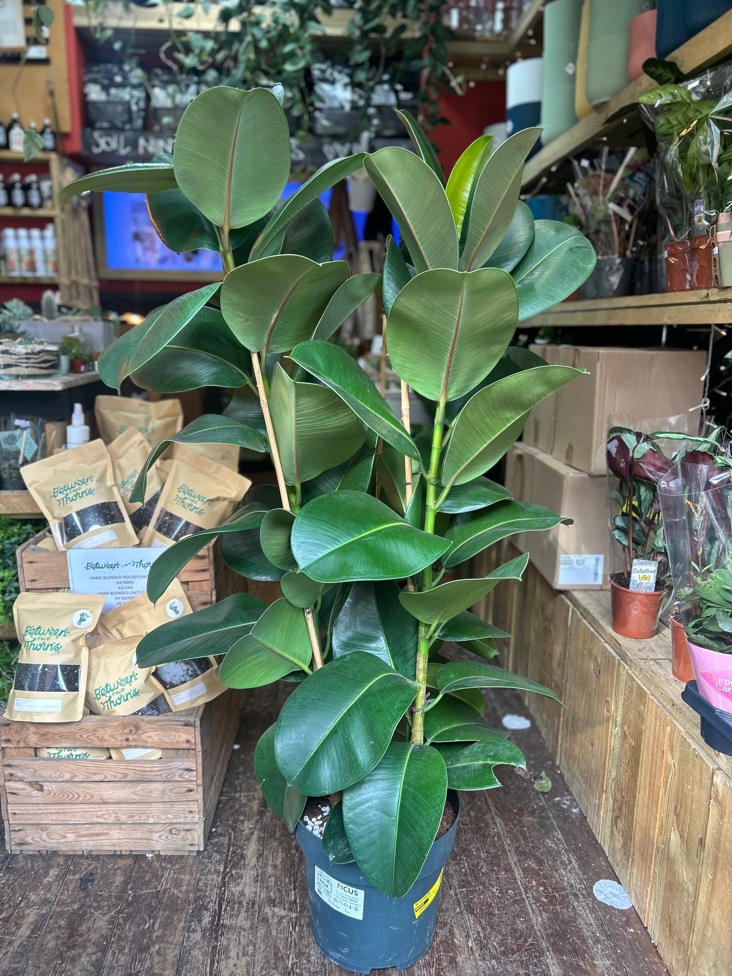 Ficus elastica (Rubber Plant) -6 varieties available