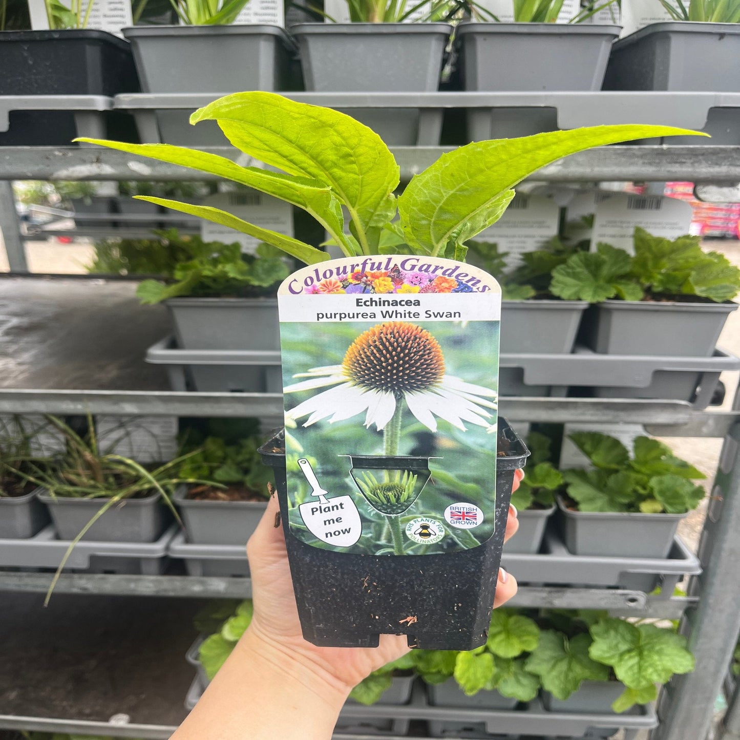 Echinacea purpurea 'White Swan' 9cm / 2L