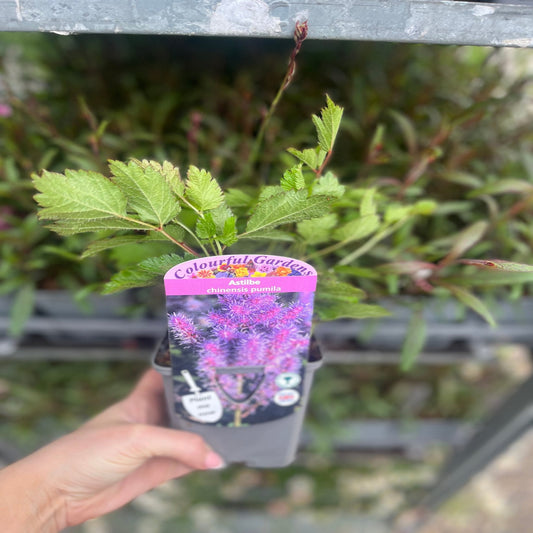 Astilbe chinensis pumila  9cm/2L
