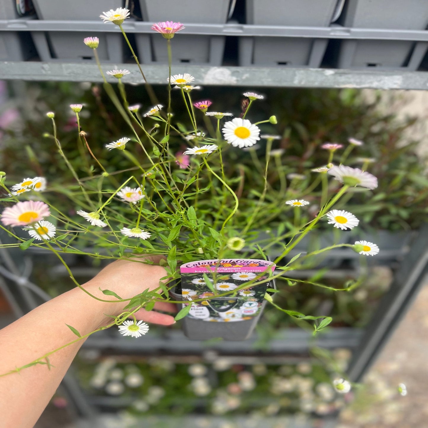 Erigeron karvinskianus profusion 9cm/2L
