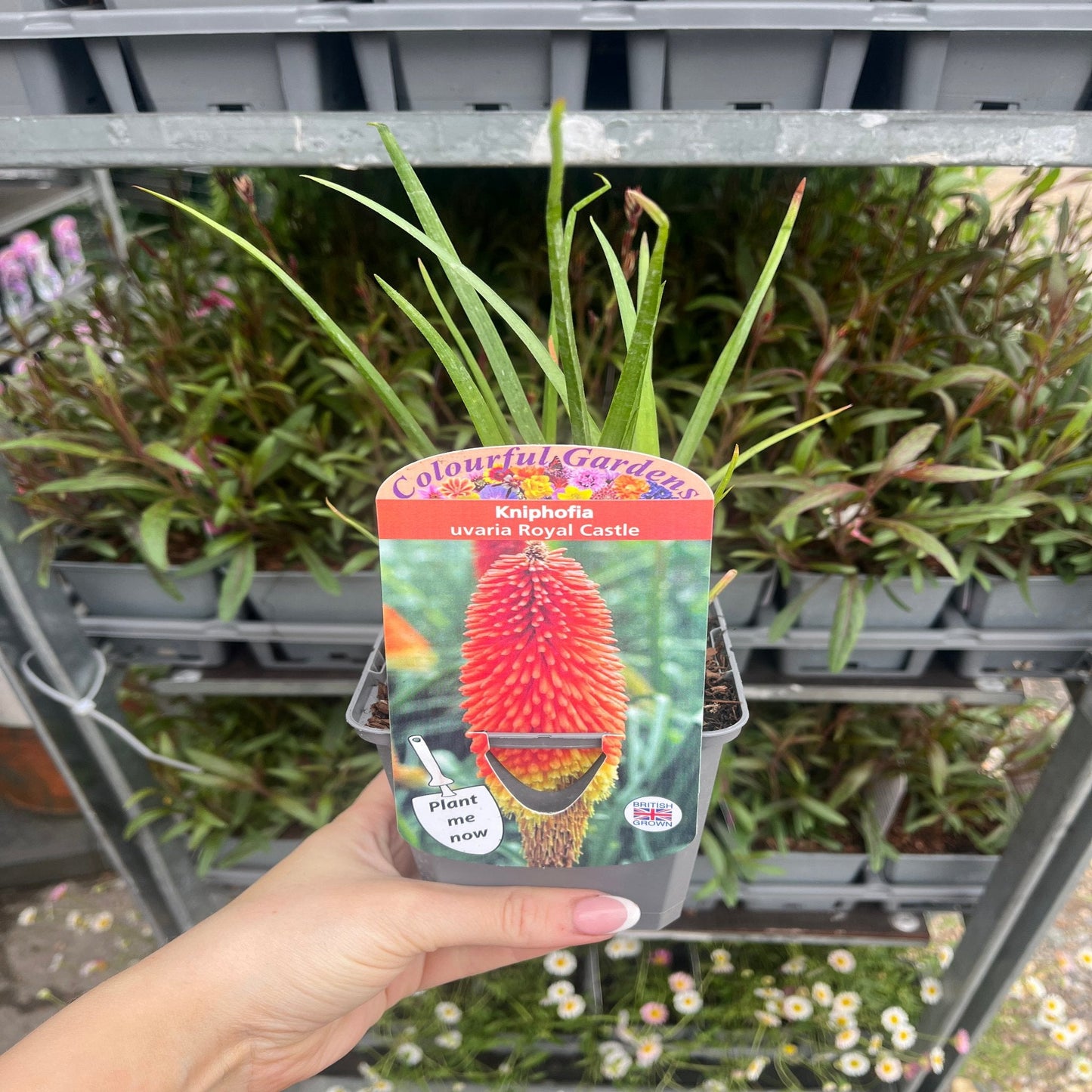 Kniphofia 'Royal Castle' (Red Hot Poker) 9cm/2L