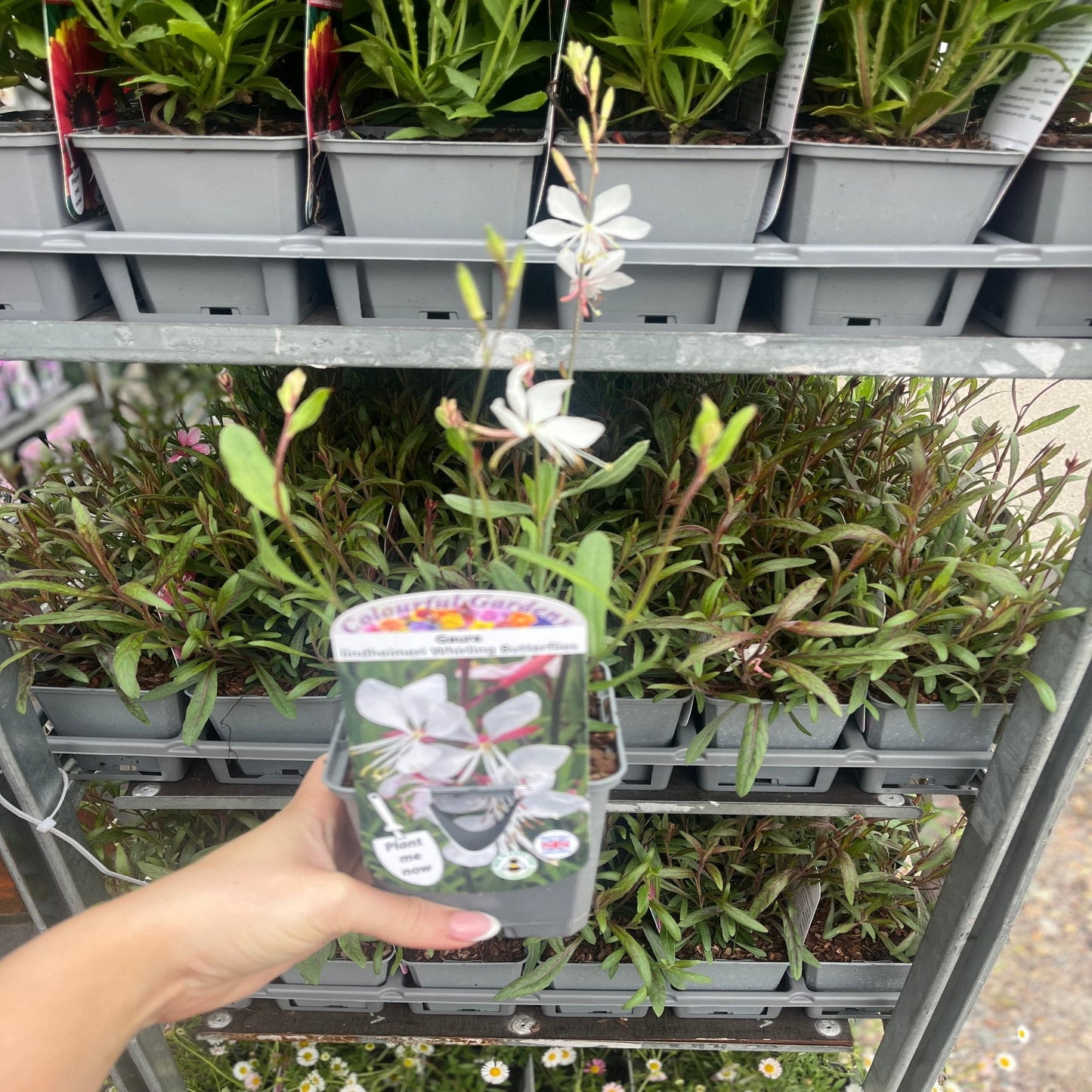 Gaura 'Whirling Butterflies' 9cm/2L