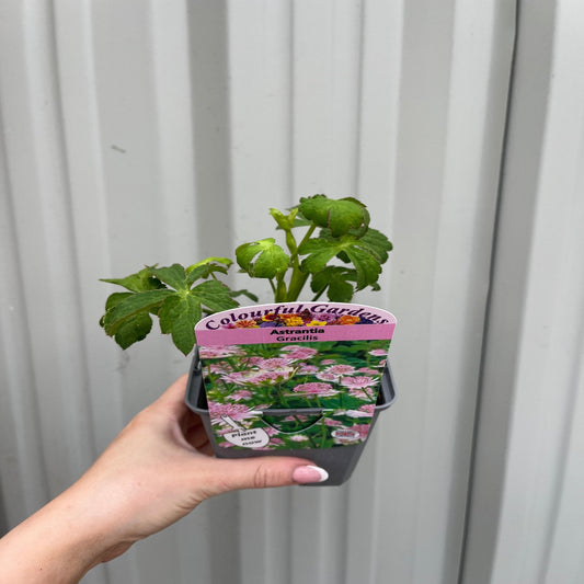 Astrantia Gracilis 9cm