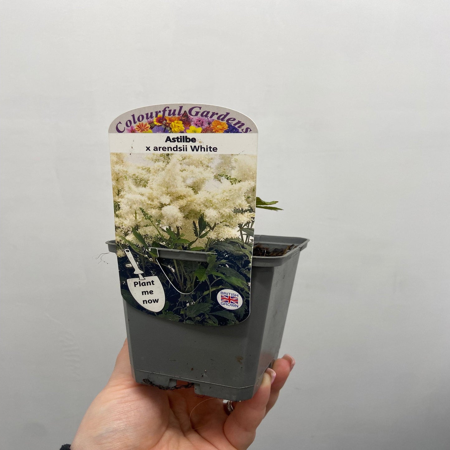 Astilbe  arendsii White 9cm/2L