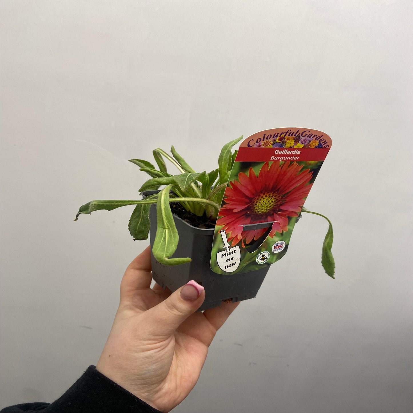 Gaillardia 'Sunrita Burgundy' 9cm Pot