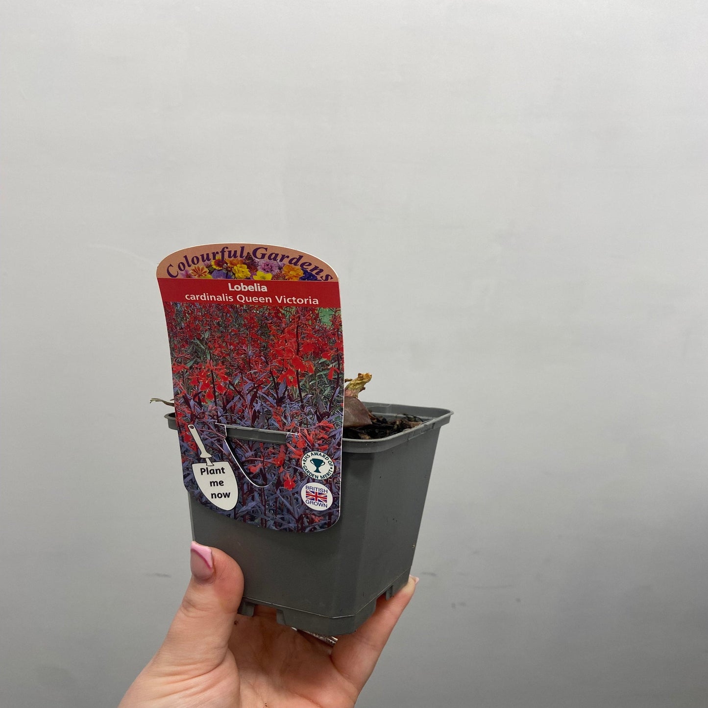 Lobelia cardinalis 'Queen Victoria' 9cm/1.5L