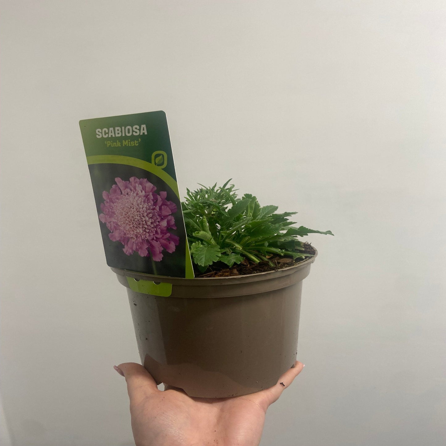 Scabious 'Pink Mist' 9cm/2L