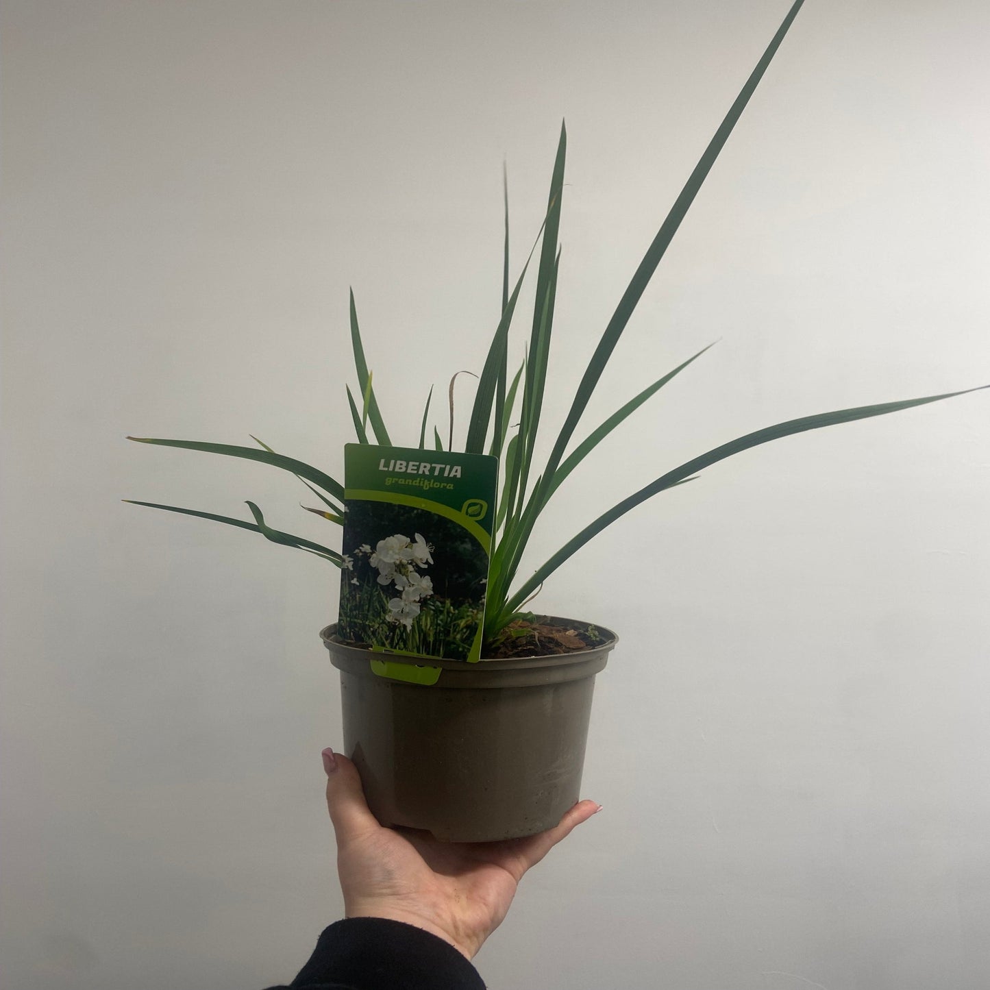 Libertia formosa 9cm/2L