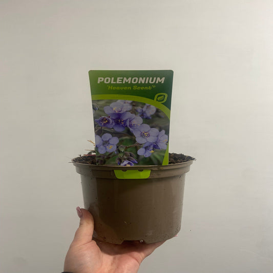 Polemonium 'Heaven Scent' (Jacobs Lader)  9cm/2L