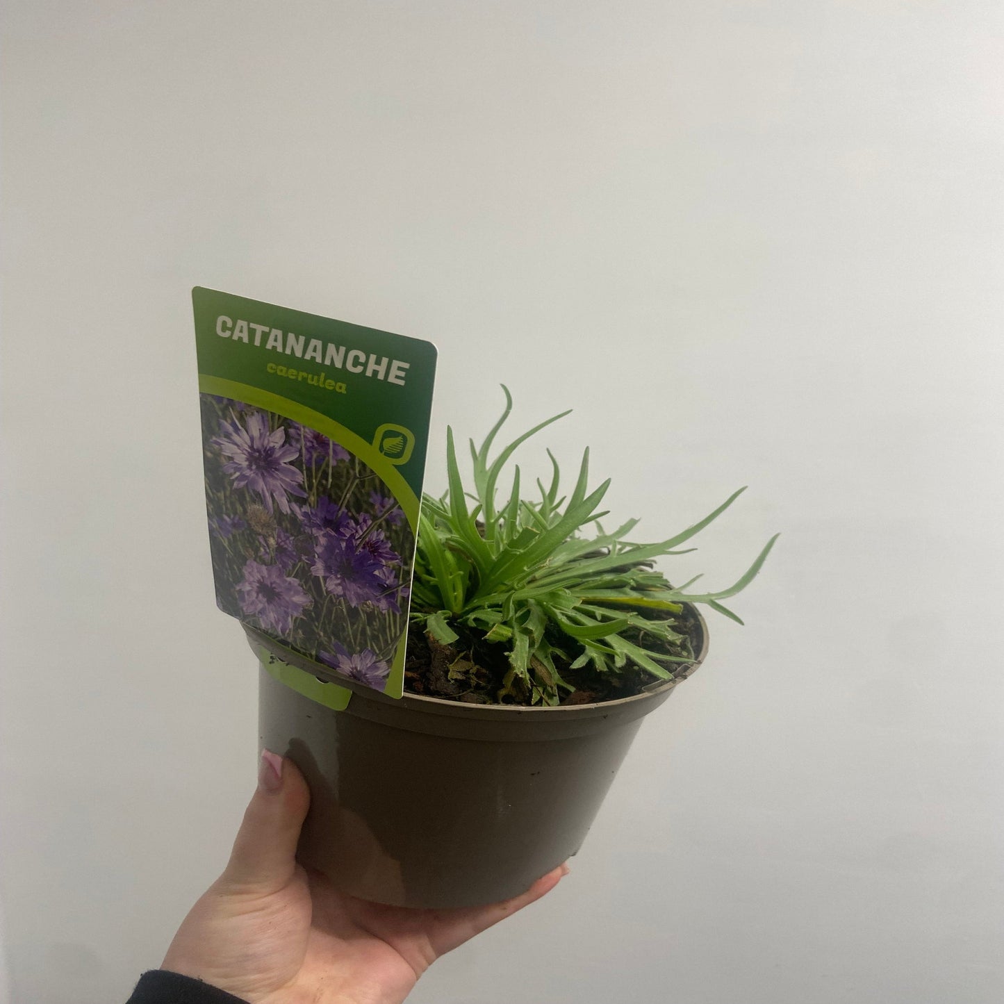 Catananche caerulea 9cm/2L