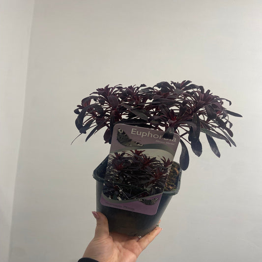 Euphorbia 'Miners Merlot' 9cm/2L