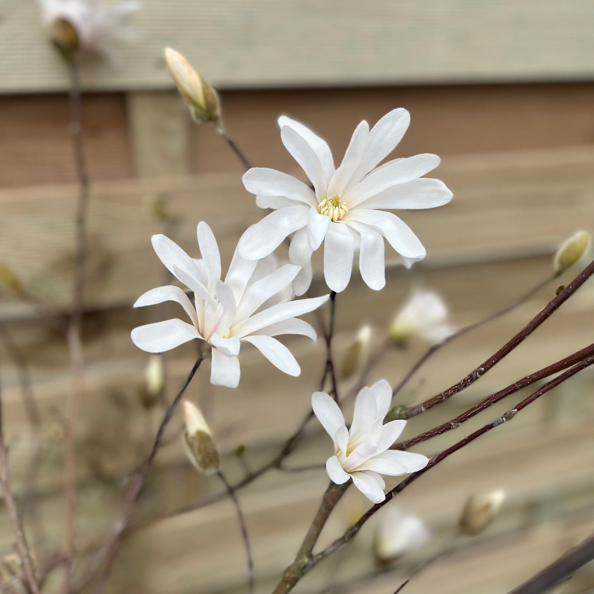 Magnolia stellata Standard Tree | Star Magnolia 90-100cm