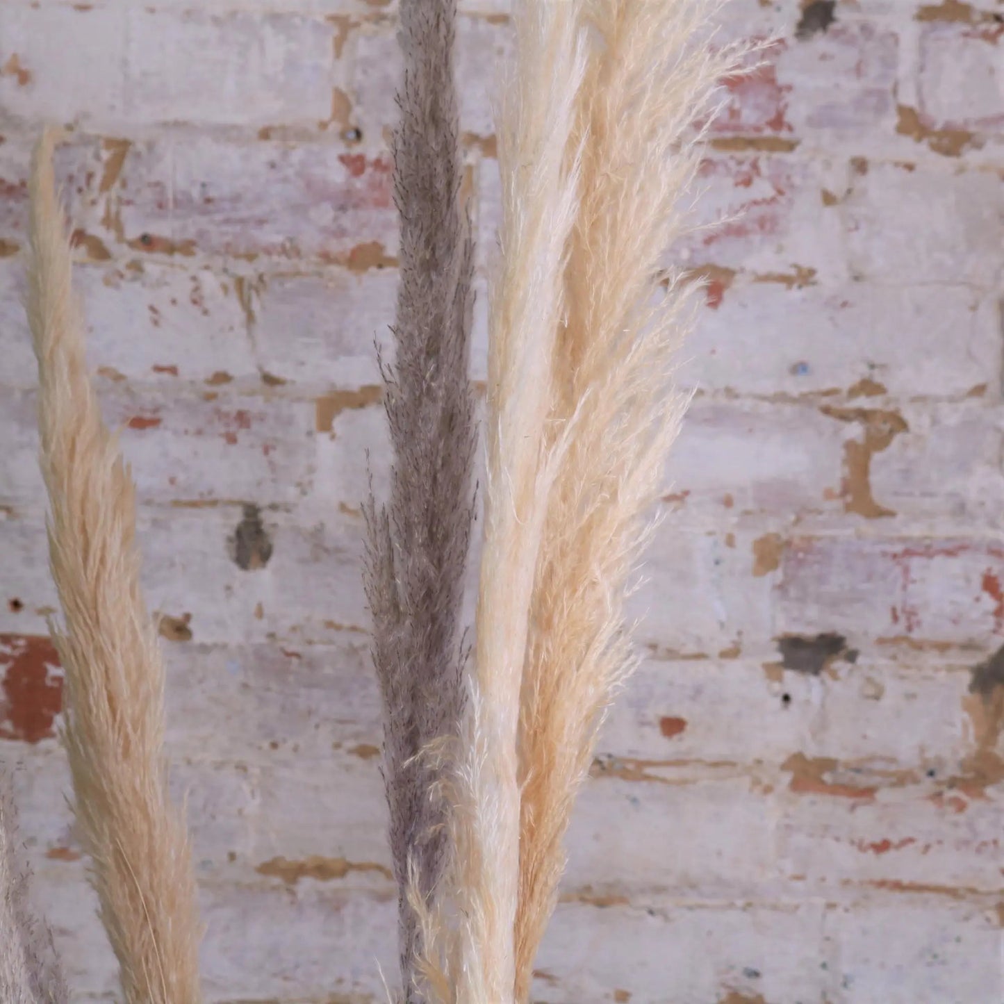 Tall Pampas Grass Pack of 6 Light and Dark Long Stems 105cm