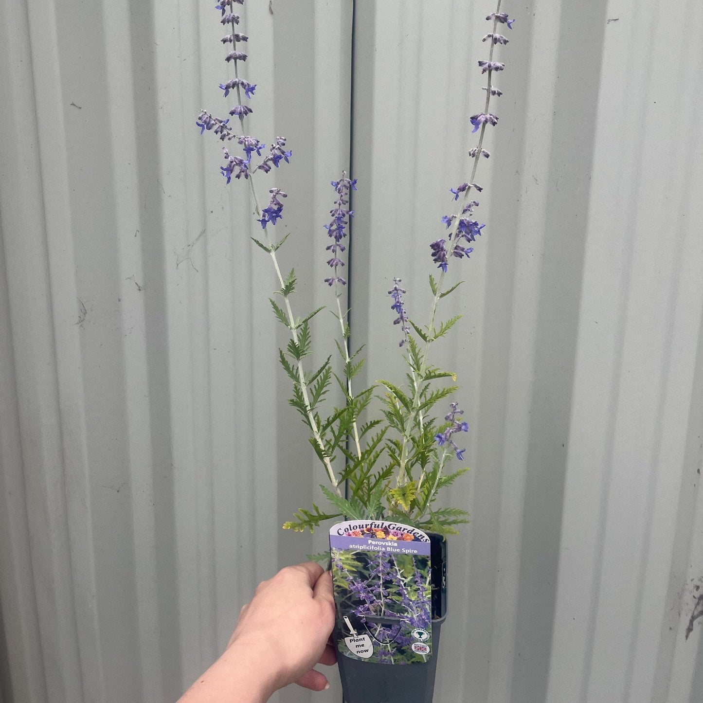 Perovskia 'Blue Spire' 9cm / 2L / 3L